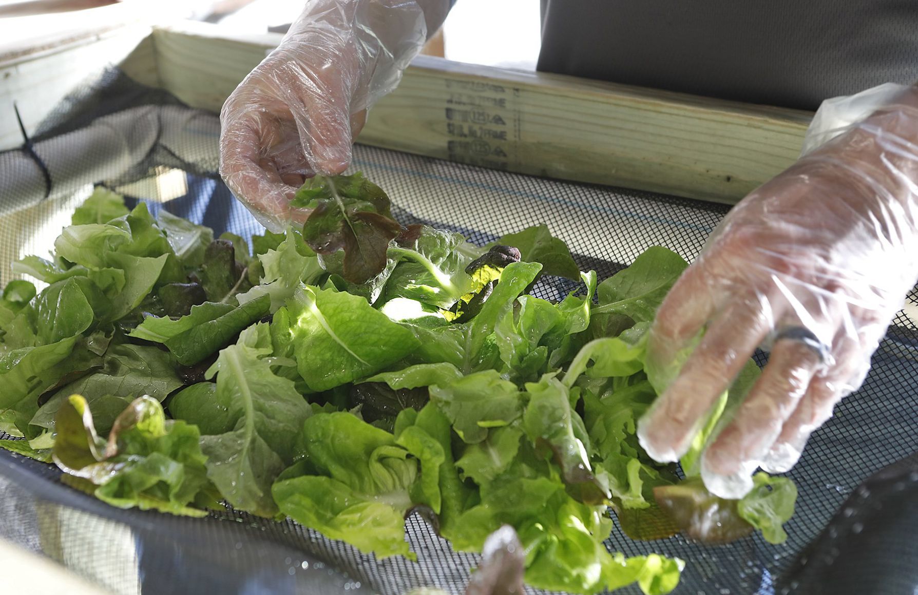 The Mueth brothers give vertical farming a try